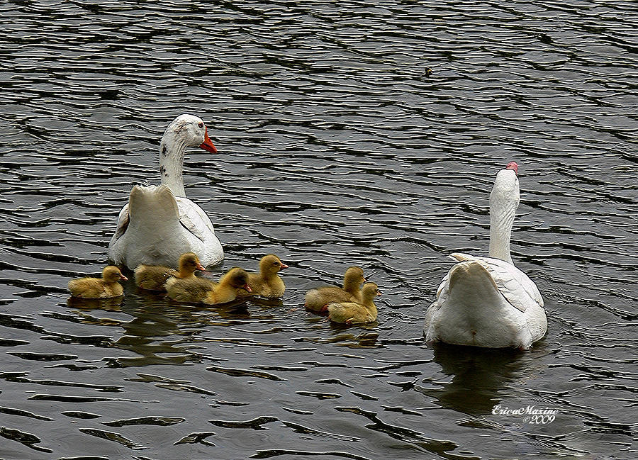 Geese Photograph - This Way Kids by Ericamaxine Price