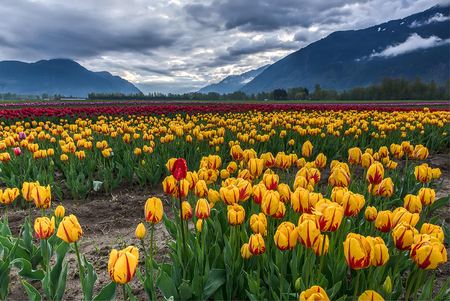 Nature Photograph - This Years Agassiz Tulip Festival by James Wheeler