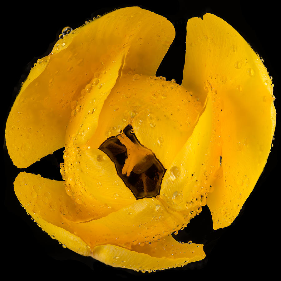 Spring Photograph - This Yellow Tulip by Steve Gadomski