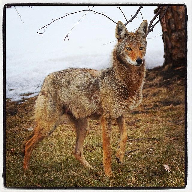 Animal Photograph - Urban Coyote by Hermes Fine Art