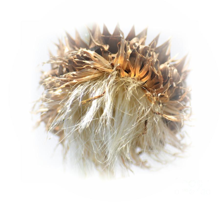 Thistle Abstract 14-1 Photograph by Maria Urso