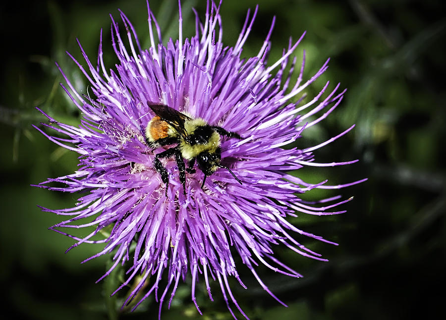 Thistle and Bee Photograph by George Davidson