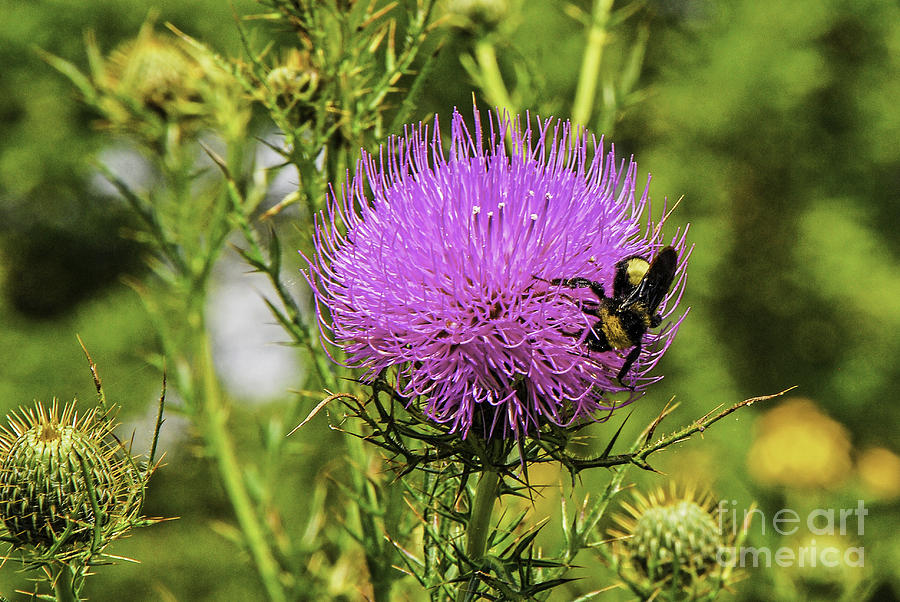 Thistle And Bee Photograph by Mary Carol Story