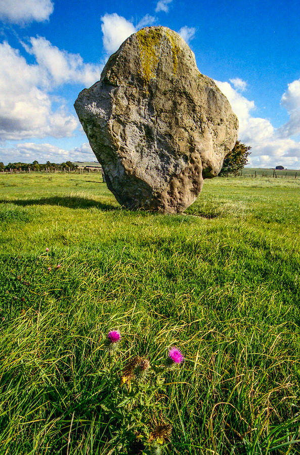 Thistle and Henge Photograph by Ross Henton
