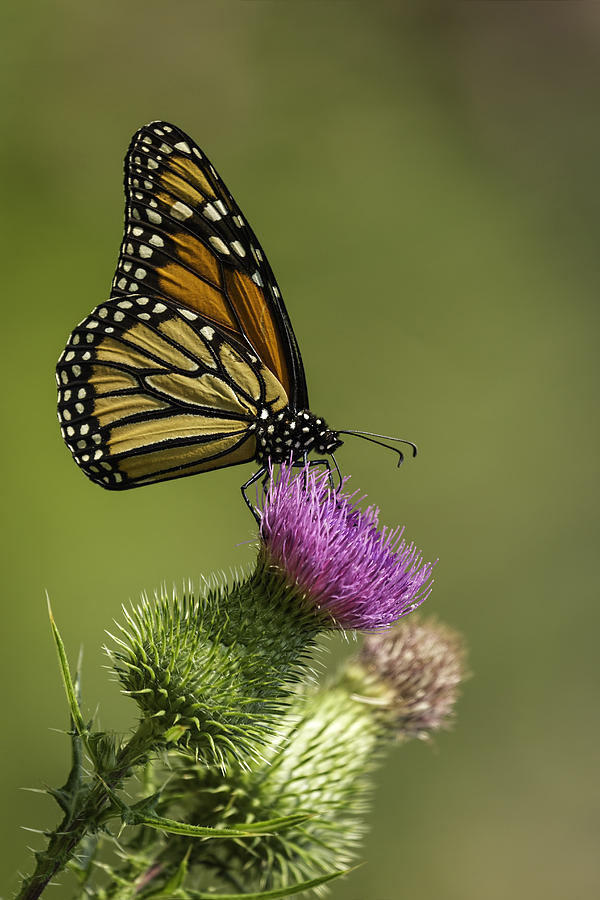 Thistle and Monarch Photograph by Thomas Young