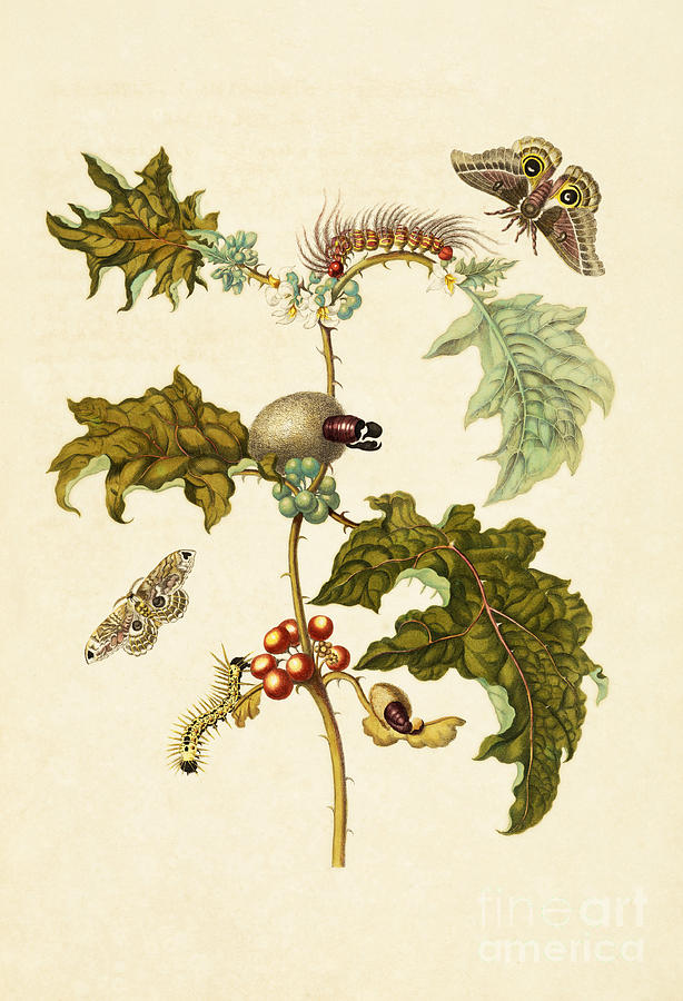 Thistle And Moths Photograph by Getty Research Institute