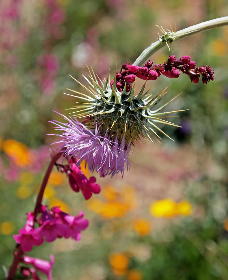 Tucson Photograph - Thistle and Penstemon by Rona Black
