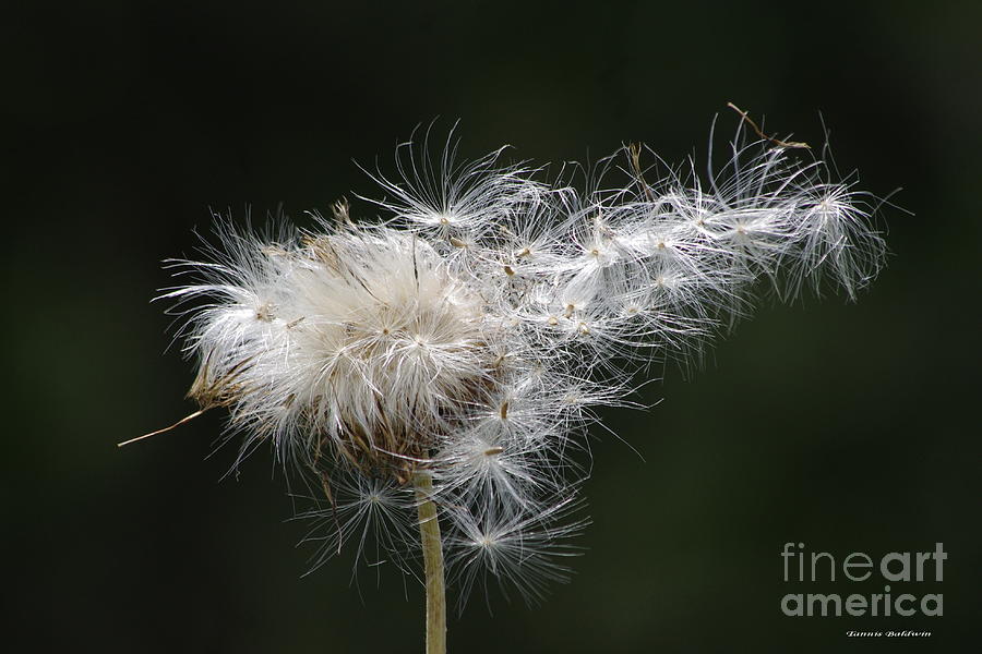 Thistle and the wind Photograph by Tannis  Baldwin