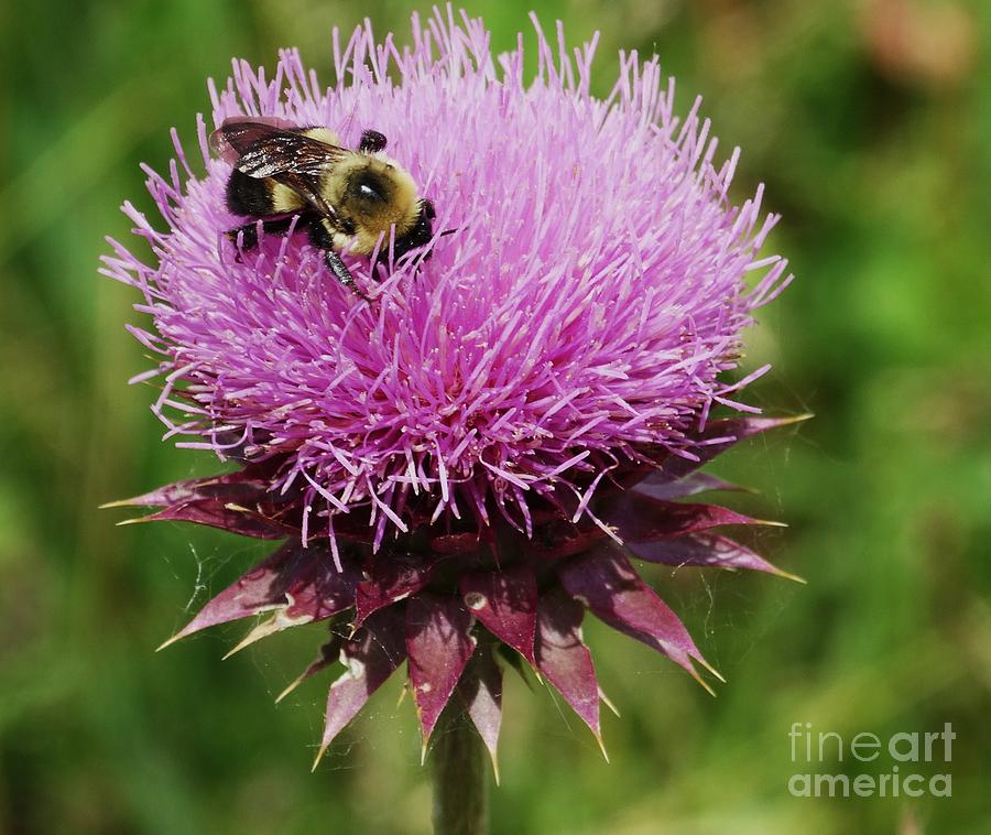 Thistle-Bee Bumblebee Photograph by J L Zarek