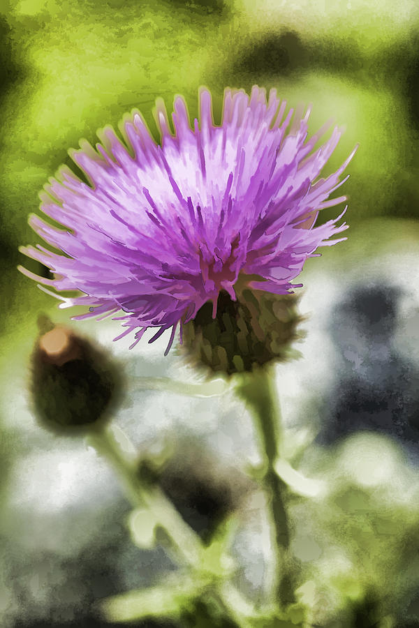 Thistle Bloom in Purple Photograph by Jerry Nettik