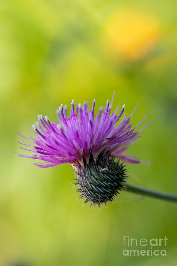 Thistle Bloom Photograph by Jim McCain