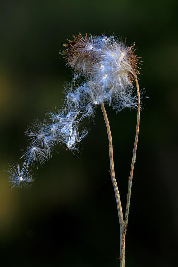 Thistle Blowing in the Wind Photograph by Jerry Gammon
