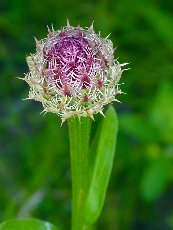 Thistle Bud Photograph by Debby Richards