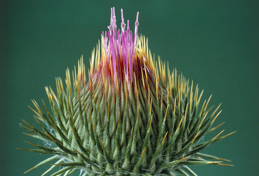 Thistle Bud Photograph by Perennou Nuridsany