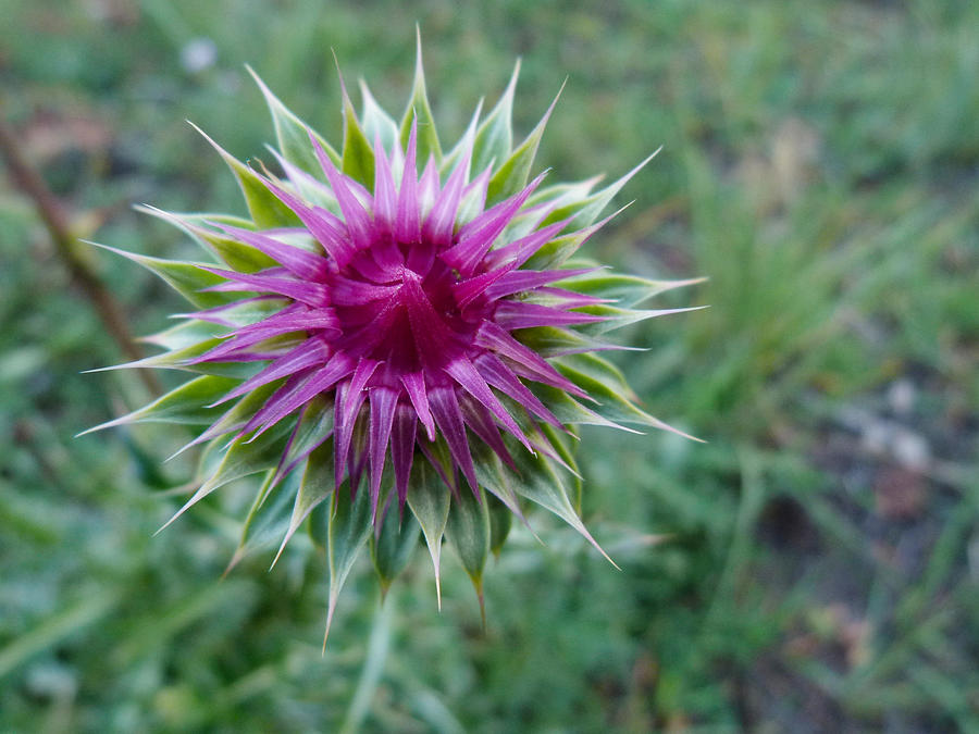 Nature Photograph - Thistle Bud by Susan Porter