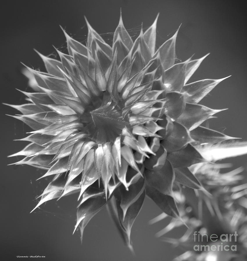 Thistle BW Photograph by Tannis  Baldwin