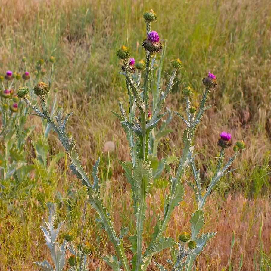Thistle  Photograph by Cathy Anderson