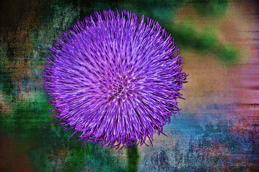 Thistle Photograph by Charles Muhle