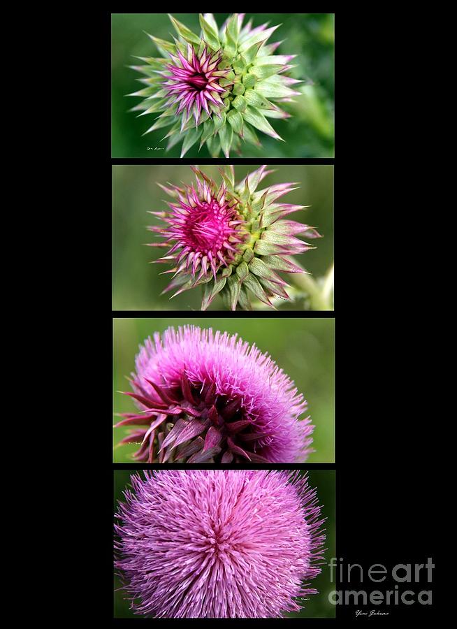 Thistle Collage Photograph by Yumi Johnson