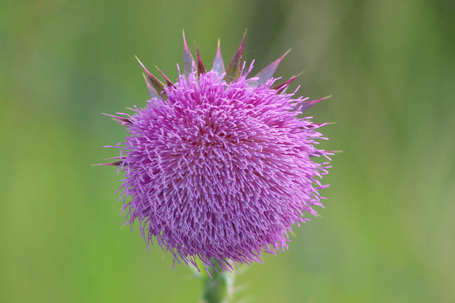 Thistle Photograph by Dale Mark - Fine Art America