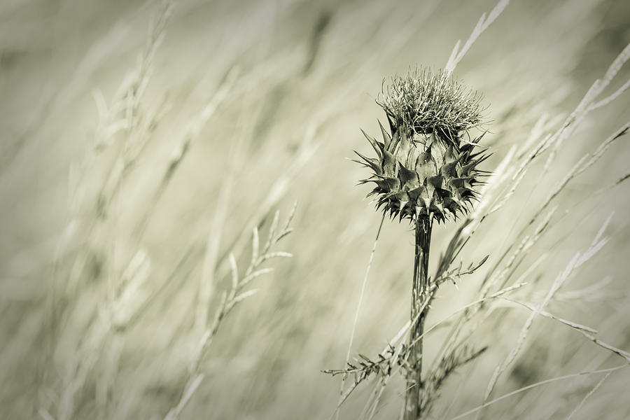 Thistle - Dreamers Garden Series Photograph by Marco Oliveira