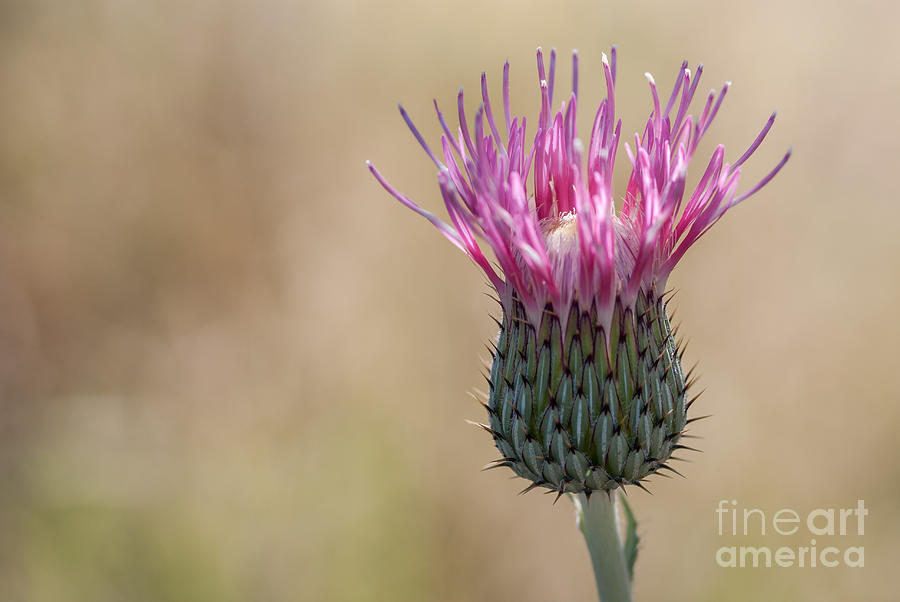 Thistle Flower Photograph by Al Andersen