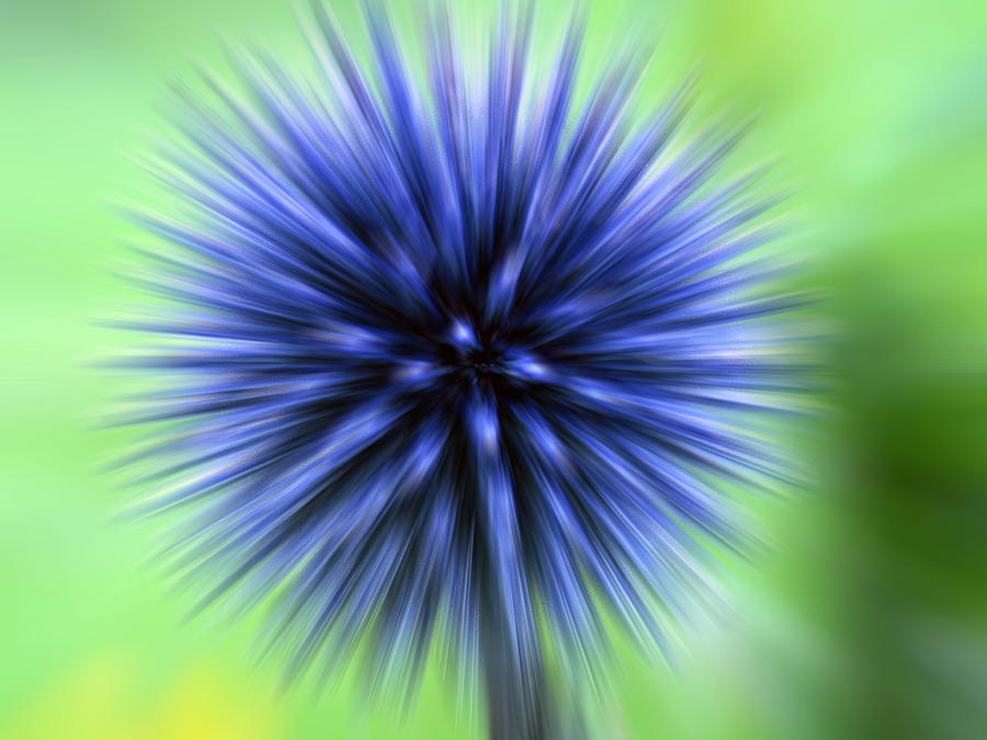 Thistle Flower Photograph by Clouds Hill Imaging Ltd/science Photo Library
