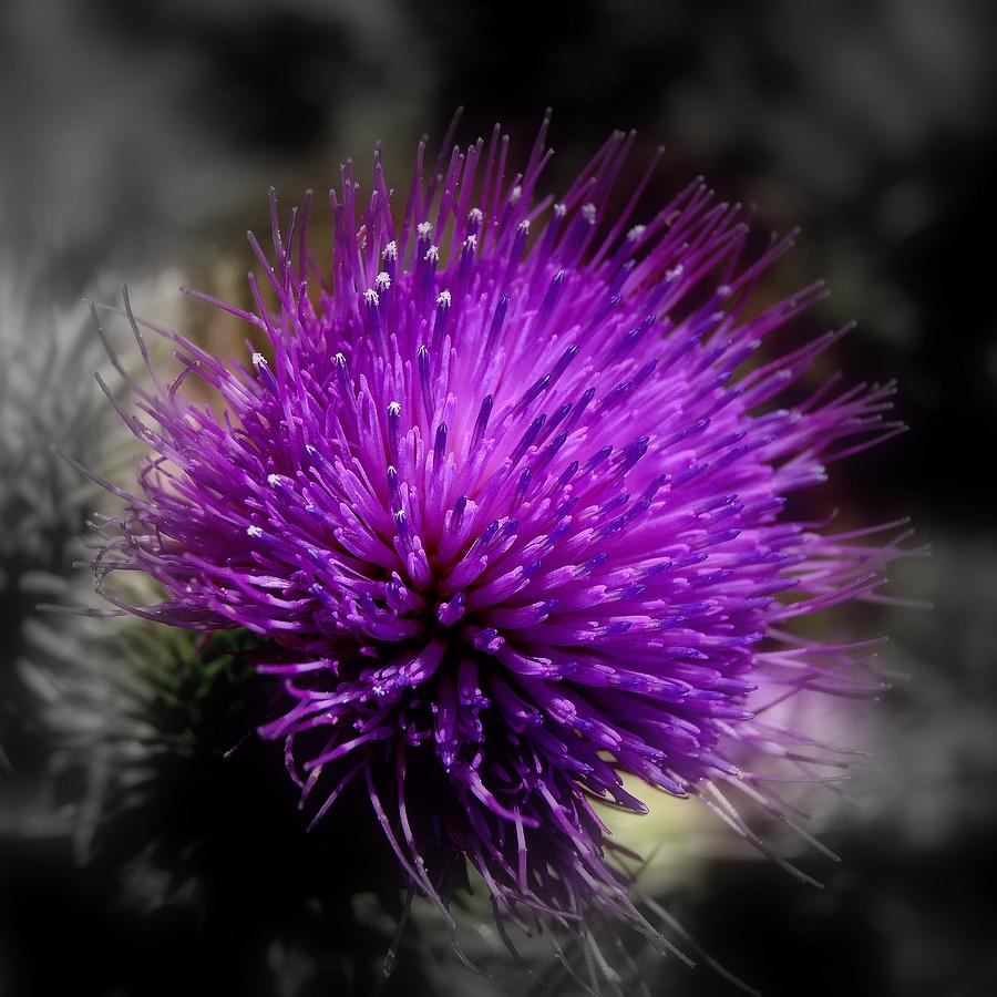 Thistle Flower Photograph by Nick Kloepping