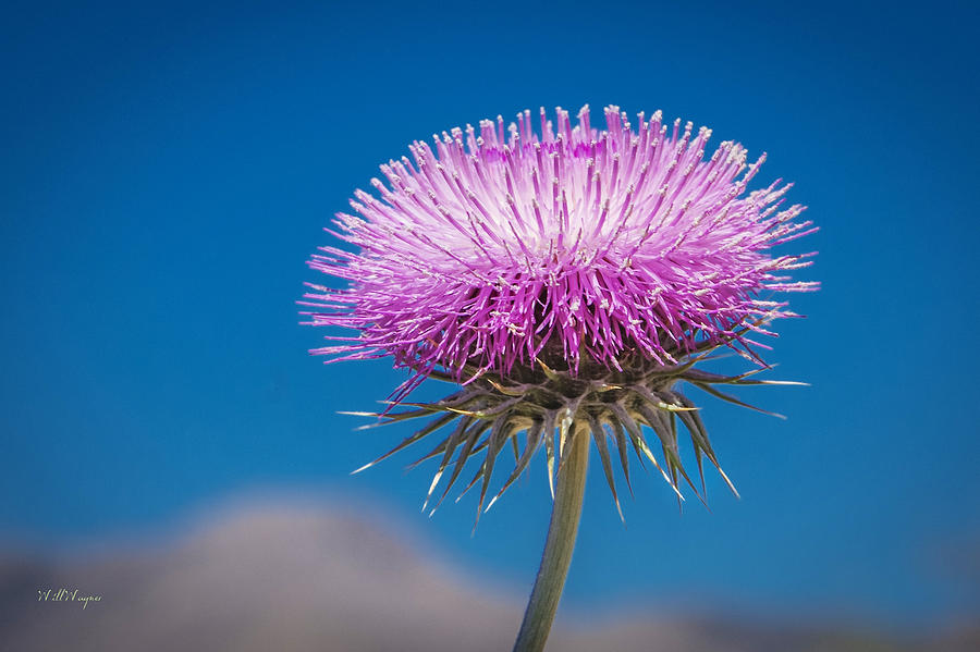 Thistle Flower Photograph by Will Wagner