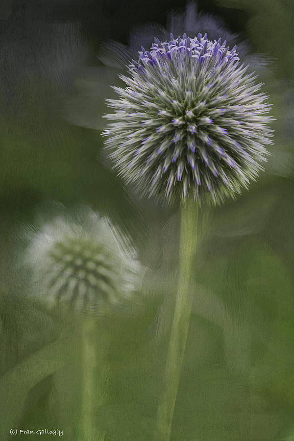 Thistle Photograph by Fran Gallogly