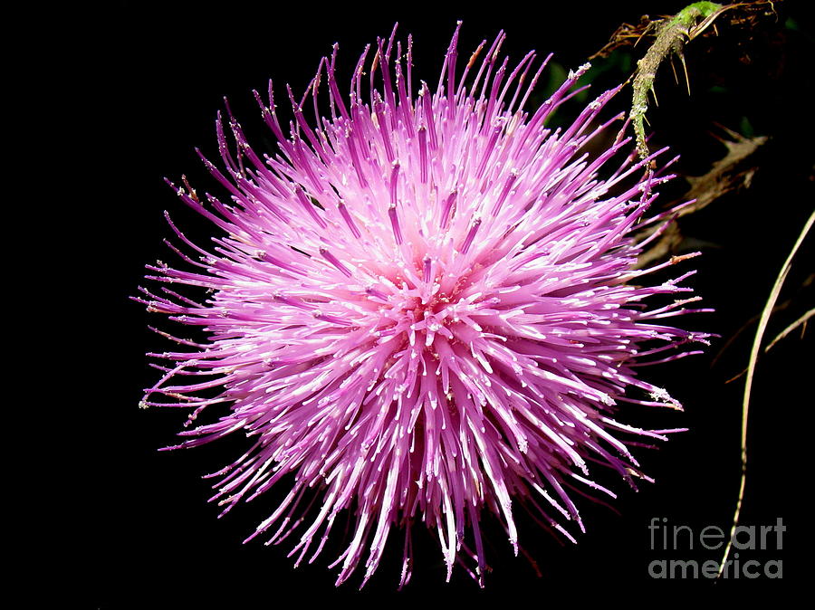 Thistle Photograph by Fred Sheridan