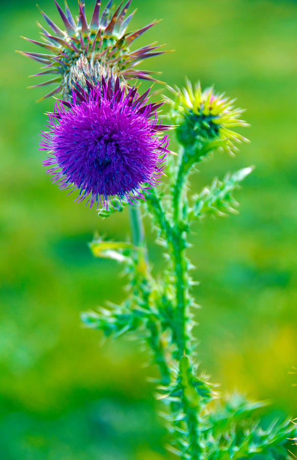 Thistle Painting by Glen Johnson