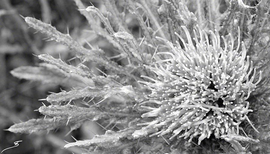 Thistle in Black and White Photograph by Shanna DuGrosse - Fine Art America