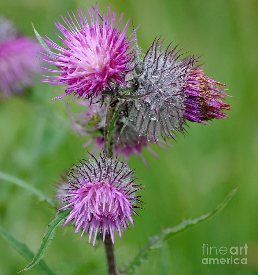Thistle in bloom Photograph by Frank Larkin
