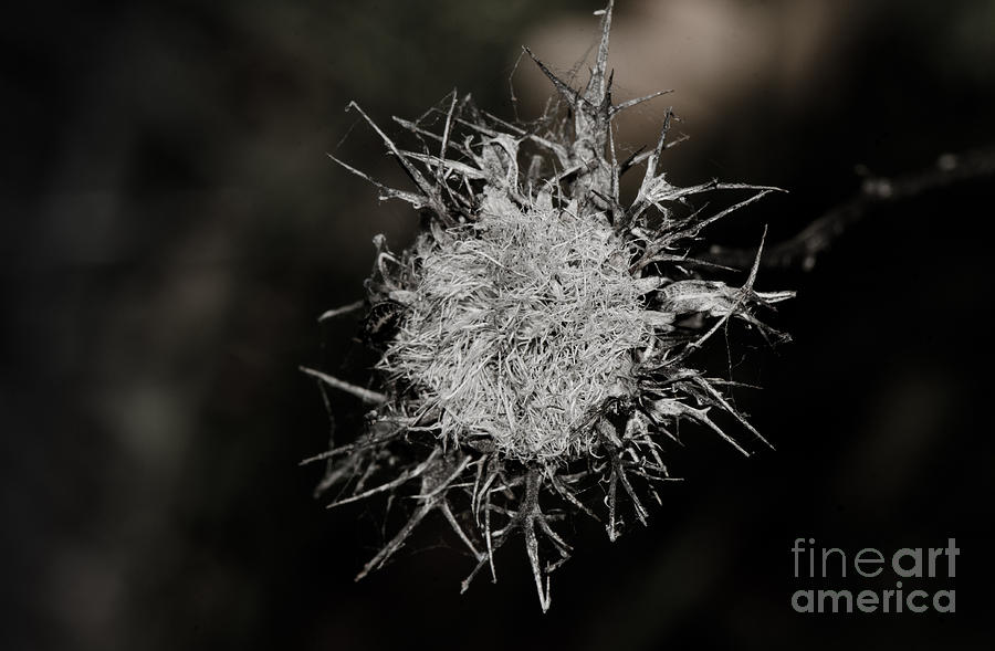 Black And White Digital Art - Thistle in evening light by Perry Van Munster