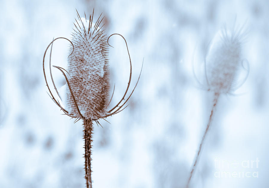 Thistle In Snowfall 2 Photograph by Michael Arend