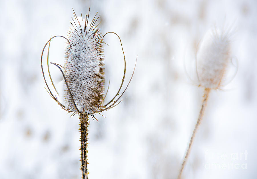 Thistle In Snowfall Photograph by Michael Arend