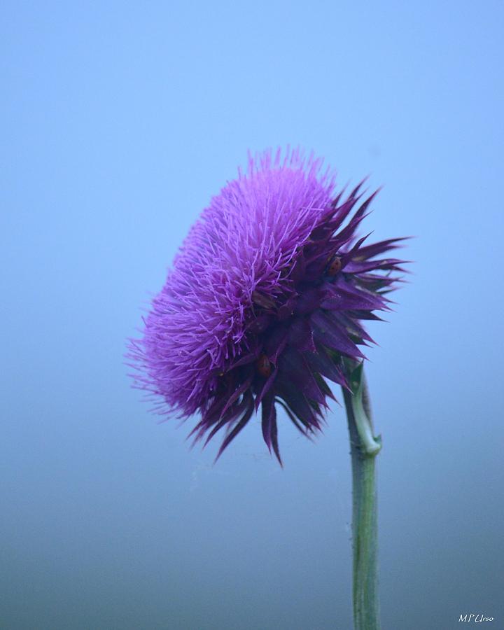 Thistle in the Fog Photograph by Maria Urso
