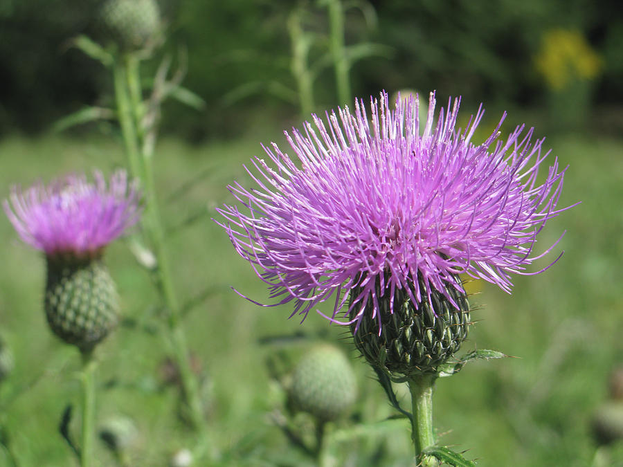 Purple Flower Photograph - Thistle by Jill Bell Purple Flower Photograph - Thistle by Jill Bell