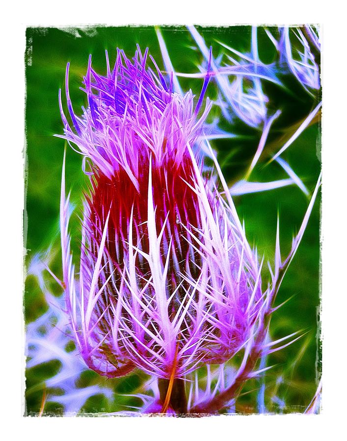 Thistle Photograph by Judi Bagwell