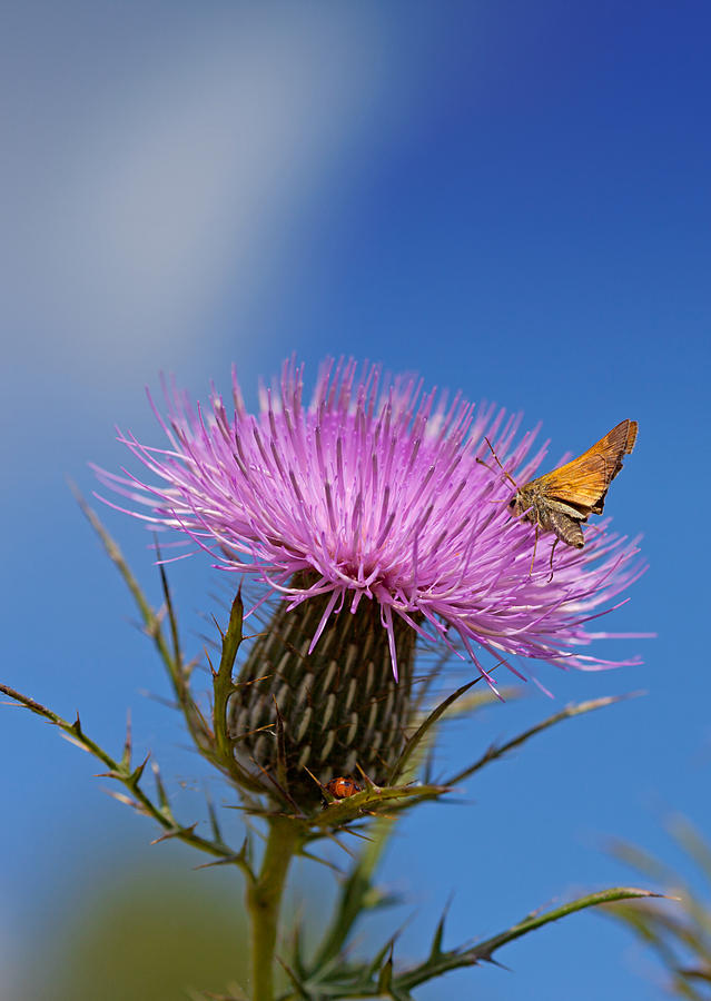 Thistle Photograph by Melinda Fawver