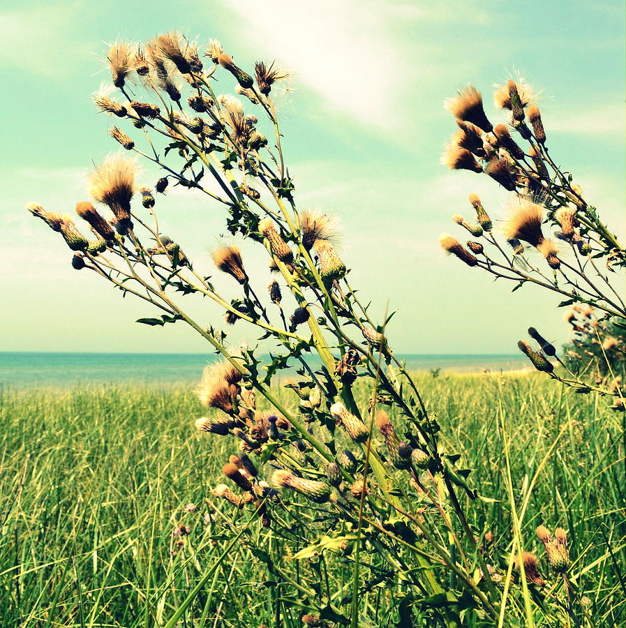 Thistle on the Beach Photograph by Michelle Calkins Thistle on the Beach Photograph by Michelle Calkins