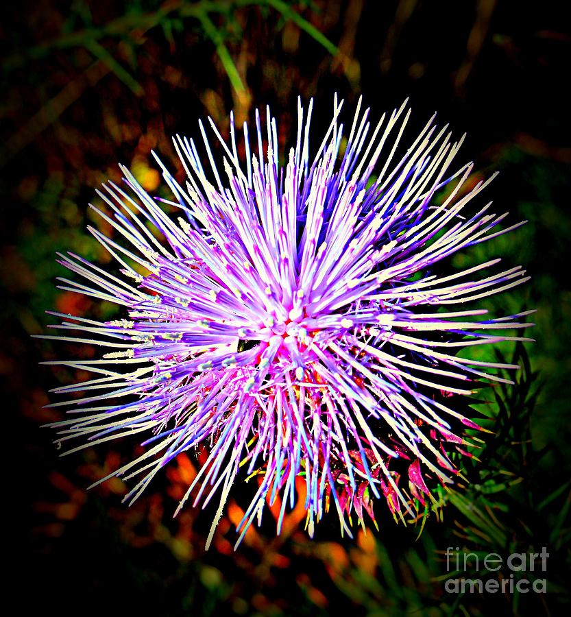 Thistle or Sea Creature Photograph by Clare Bevan