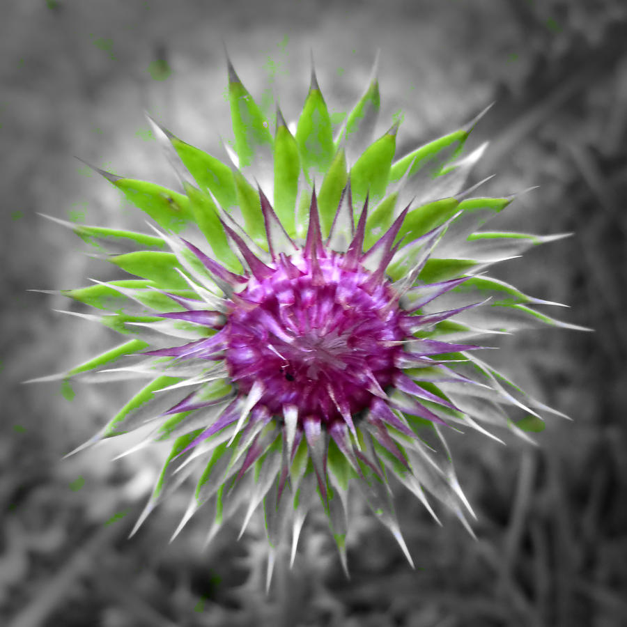 Thistle Photograph by Pete Trenholm