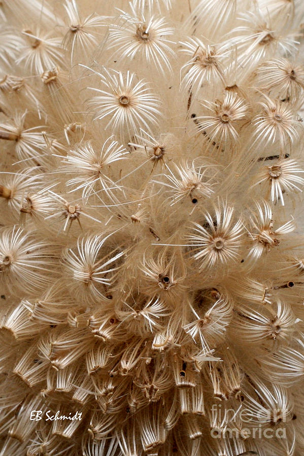Thistle Seed Head Photograph by E B Schmidt