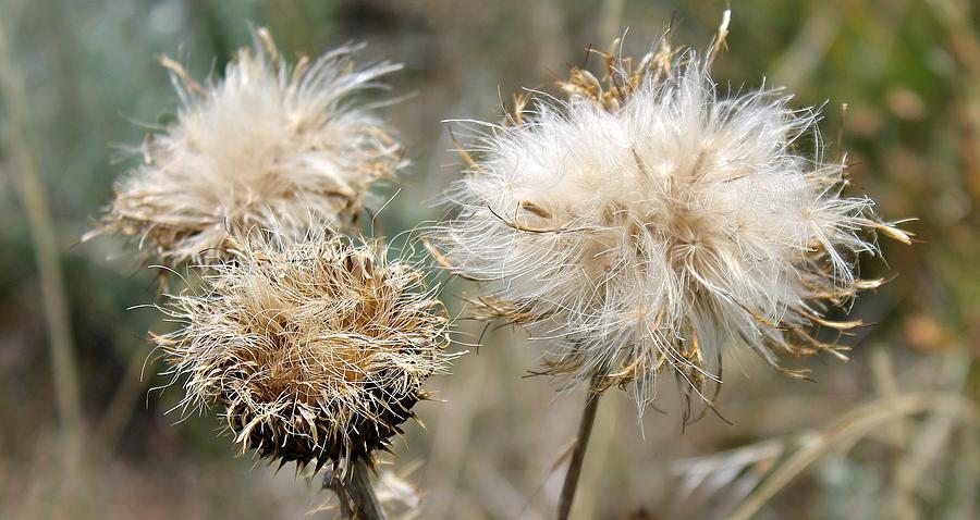 Thistle Seed Pods Photograph By Kathy Nikolaus Pixels