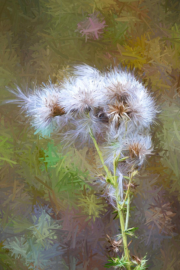 Thistle Seeds Digital Artwork Photograph by Sharon Talson