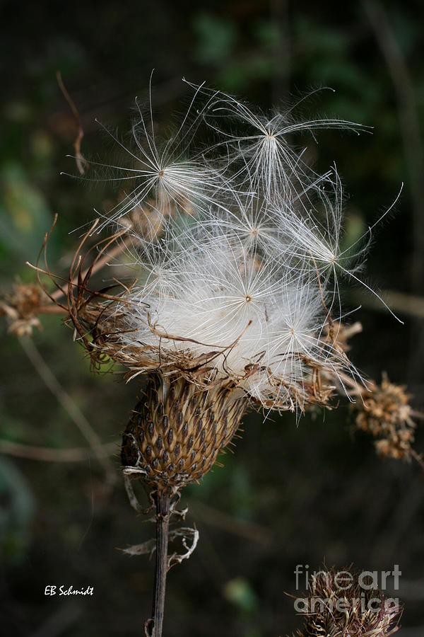 Thistle Seeds Photograph by E B Schmidt