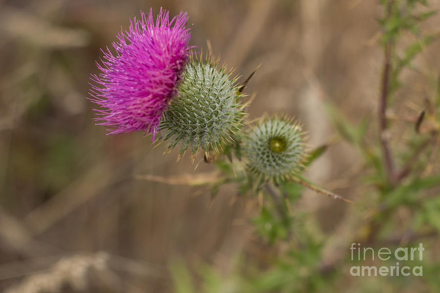 Thistle Photograph by Suzanne Luft