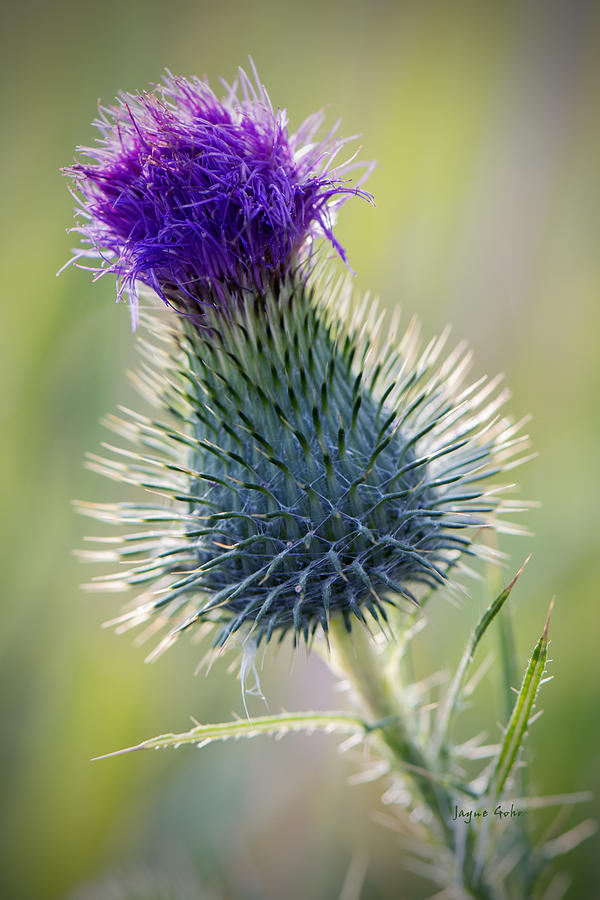 Fall Photograph - Thistle This by Jayne Gohr
